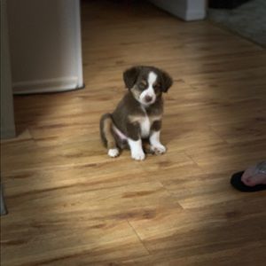 Meet your Posher, Cooper